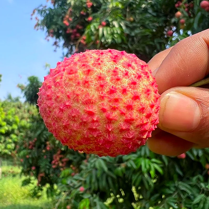 Fresh Muzaffarpur Shahi Litchis